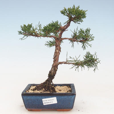 Venkovní bonsai - Juniperus chinensis -Jalovec čínský VB-2020-213