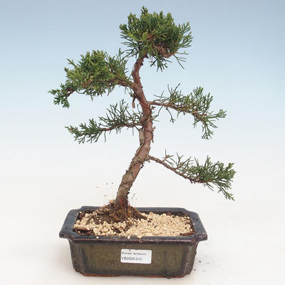 Venkovní bonsai - Juniperus chinensis -Jalovec čínský VB-2020-215