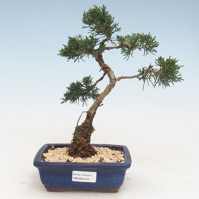 Venkovní bonsai - Juniperus chinensis -Jalovec čínský VB-2020-216