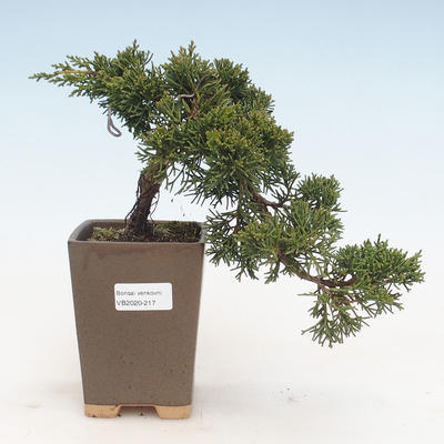 Venkovní bonsai - Juniperus chinensis -Jalovec čínský VB-2020-217