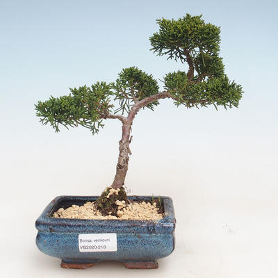 Venkovní bonsai - Juniperus chinensis -Jalovec čínský VB-2020-218