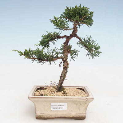 Venkovní bonsai - Juniperus chinensis -Jalovec čínský VB-2020-219
