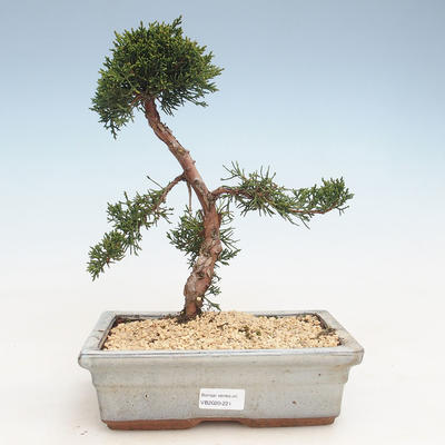 Venkovní bonsai - Juniperus chinensis -Jalovec čínský VB-2020-221