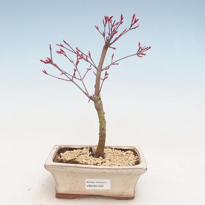 Venkovní bonsai - Javor palmatum DESHOJO - Javor dlanitolistý VB2020-222 - 1