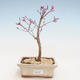 Venkovní bonsai - Javor palmatum DESHOJO - Javor dlanitolistý VB2020-222 - 1/3