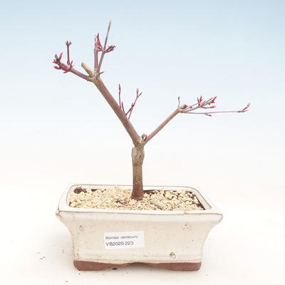 Venkovní bonsai - Javor palmatum DESHOJO - Javor dlanitolistý VB2020-223 - 1