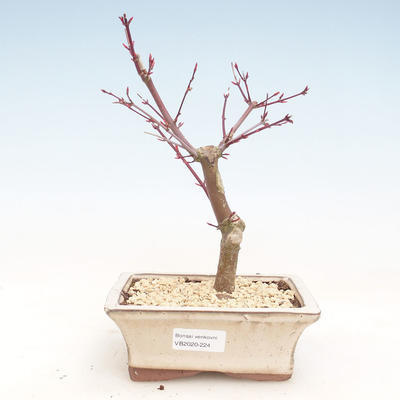 Venkovní bonsai - Javor palmatum DESHOJO - Javor dlanitolistý VB2020-224 - 1