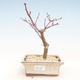 Venkovní bonsai - Javor palmatum DESHOJO - Javor dlanitolistý VB2020-224 - 1/3
