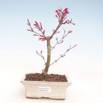 Venkovní bonsai - Javor palmatum DESHOJO - Javor dlanitolistý VB2020-225 - 1