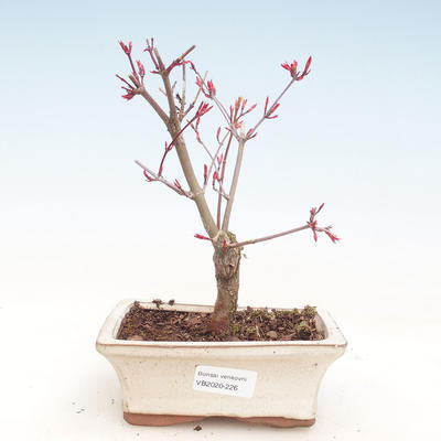Venkovní bonsai - Javor palmatum DESHOJO - Javor dlanitolistý VB2020-226 - 1