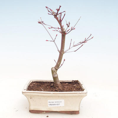 Venkovní bonsai - Javor palmatum DESHOJO - Javor dlanitolistý VB2020-227 - 1