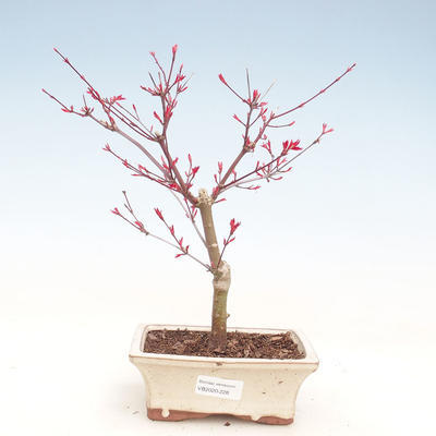Venkovní bonsai - Javor palmatum DESHOJO - Javor dlanitolistý VB2020-228 - 1