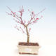 Venkovní bonsai - Javor palmatum DESHOJO - Javor dlanitolistý VB2020-228 - 1/3