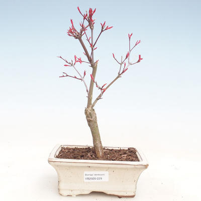 Venkovní bonsai - Javor palmatum DESHOJO - Javor dlanitolistý VB2020-229 - 1