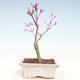 Venkovní bonsai - Javor palmatum DESHOJO - Javor dlanitolistý VB2020-229 - 1/3