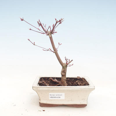 Venkovní bonsai - Javor palmatum DESHOJO - Javor dlanitolistý VB2020-230 - 1