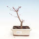 Venkovní bonsai - Javor palmatum DESHOJO - Javor dlanitolistý VB2020-230 - 1/3