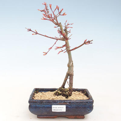 Venkovní bonsai - Acer palmatum Beni Tsucasa - Javor dlanitolistý VB2020-233 - 1