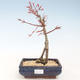 Venkovní bonsai - Acer palmatum Beni Tsucasa - Javor dlanitolistý VB2020-233 - 1/4