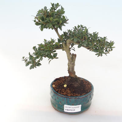 Pokojová bonsai - Ilex crenata - Cesmína PB220234