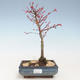 Venkovní bonsai - Acer palmatum Beni Tsucasa - Javor dlanitolistý VB2020-234 - 1/4