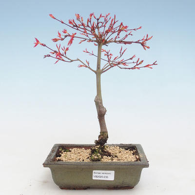 Venkovní bonsai - Acer palmatum Beni Tsucasa - Javor dlanitolistý VB2020-235 - 1