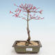 Venkovní bonsai - Acer palmatum Beni Tsucasa - Javor dlanitolistý VB2020-235 - 1/4