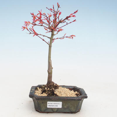 Venkovní bonsai - Acer palmatum Beni Tsucasa - Javor dlanitolistý VB2020-236 - 1