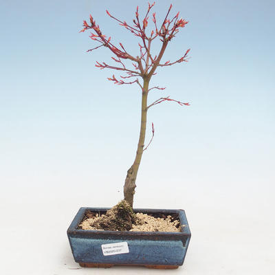 Venkovní bonsai - Acer palmatum Beni Tsucasa - Javor dlanitolistý VB2020-237 - 1