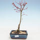 Venkovní bonsai - Acer palmatum Beni Tsucasa - Javor dlanitolistý VB2020-237 - 1/4