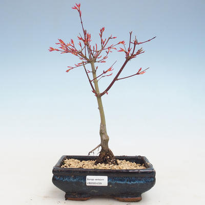 Venkovní bonsai - Acer palmatum Beni Tsucasa - Javor dlanitolistý VB2020-239 - 1