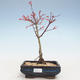 Venkovní bonsai - Acer palmatum Beni Tsucasa - Javor dlanitolistý VB2020-239 - 1/4
