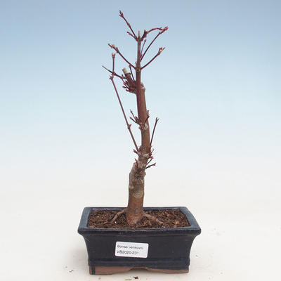 Venkovní bonsai - Javor palmatum Atropurpureum - Javor dlanitolistý VB2020-231 - 1