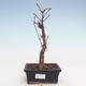 Venkovní bonsai - Javor palmatum Atropurpureum - Javor dlanitolistý VB2020-231 - 1/3