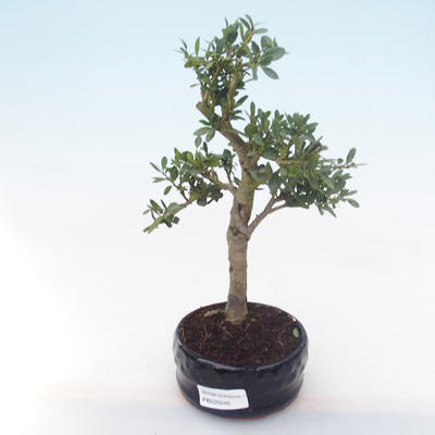 Pokojová bonsai - Ilex crenata - Cesmína PB220240