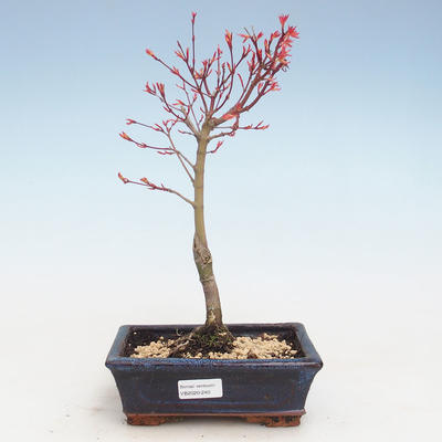Venkovní bonsai - Acer palmatum Beni Tsucasa - Javor dlanitolistý VB2020-240 - 1