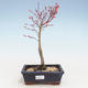 Venkovní bonsai - Acer palmatum Beni Tsucasa - Javor dlanitolistý VB2020-240 - 1/4