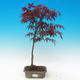 Venkovní bonsai - Acer palm. Atropurpureum-Javor dlanitolistý - 1/2