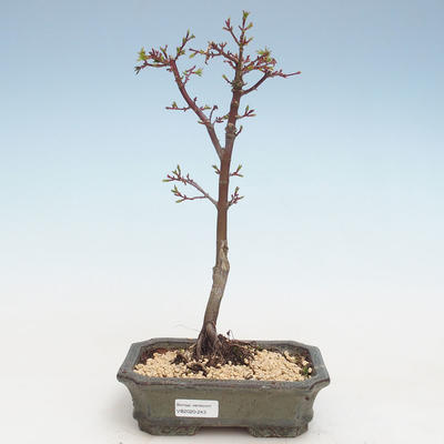 Venkovní bonsai - Acer palmatum SHISHIGASHIRA- Javor malolistý VB2020-243 - 1