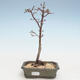 Venkovní bonsai - Acer palmatum SHISHIGASHIRA- Javor malolistý VB2020-243 - 1/3