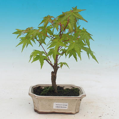 Venkovní bonsai - Acer pal. Sango Kaku - Javor dlanitolistý - 1