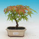 Venkovní bonsai - Acer pal. Sango Kaku - Javor dlanitolistý - 1/2