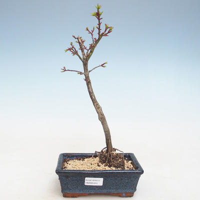 Venkovní bonsai - Acer palmatum SHISHIGASHIRA- Javor malolistý VB2020-245 - 1