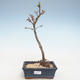 Venkovní bonsai - Acer palmatum SHISHIGASHIRA- Javor malolistý VB2020-245 - 1/3