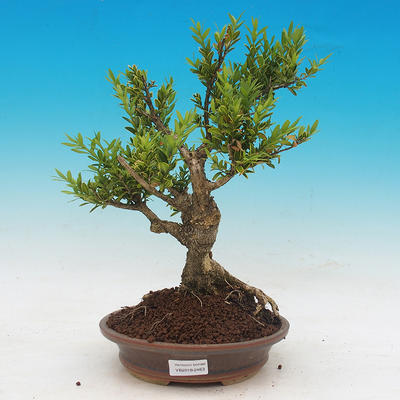 Venkovní bonsai - Buxus - 1