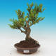 Venkovní bonsai - Buxus - 1/2