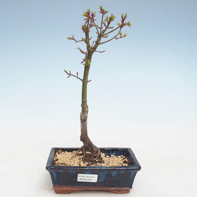 Venkovní bonsai - Acer palmatum SHISHIGASHIRA- Javor malolistý VB2020-246 - 1