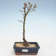 Venkovní bonsai - Acer palmatum SHISHIGASHIRA- Javor malolistý VB2020-246 - 1/3