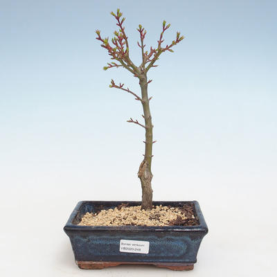 Venkovní bonsai - Acer palmatum SHISHIGASHIRA- Javor malolistý VB2020-248 - 1