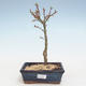 Venkovní bonsai - Acer palmatum SHISHIGASHIRA- Javor malolistý VB2020-248 - 1/3